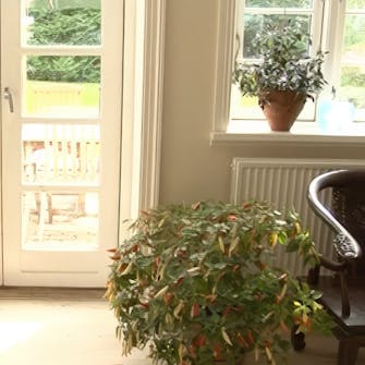 chiliplanter i vindueskarmen chiliplanter i vindueskarmen